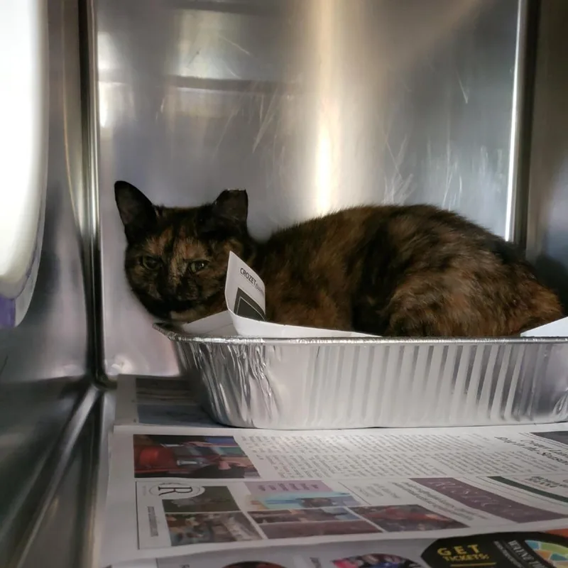 A young medium-sized female Tortoiseshell Domestic Short Hair cat named Mocha for adoption in Charlottesville, VA