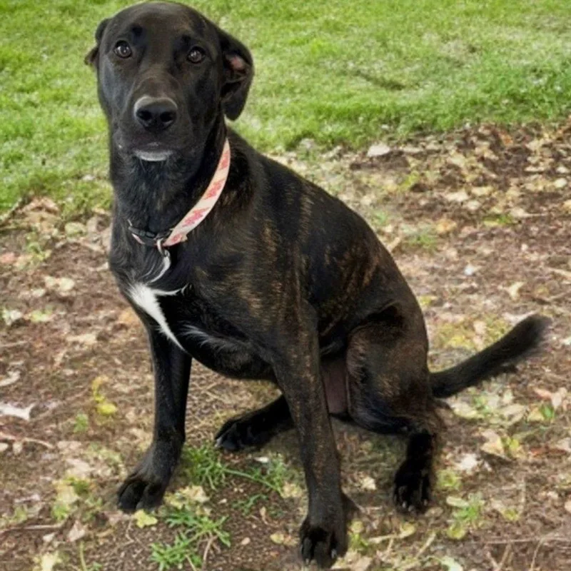 Daphnegeorgia