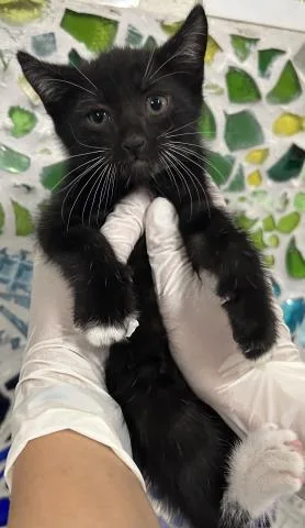 A baby small-sized male Domestic Short Hair cat named Banjo for adoption in Pensacola, FL