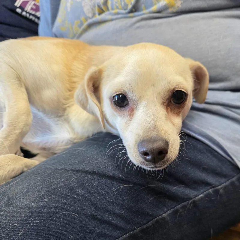 A young small-sized female Yellow / Tan / Blond / Fawn Chihuahua dog named Lilly for adoption in Kingman, KS