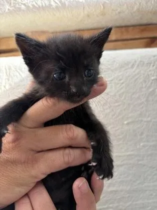 A young medium-sized male Black Domestic Medium Hair cat named Frazier for adoption in Key West, FL