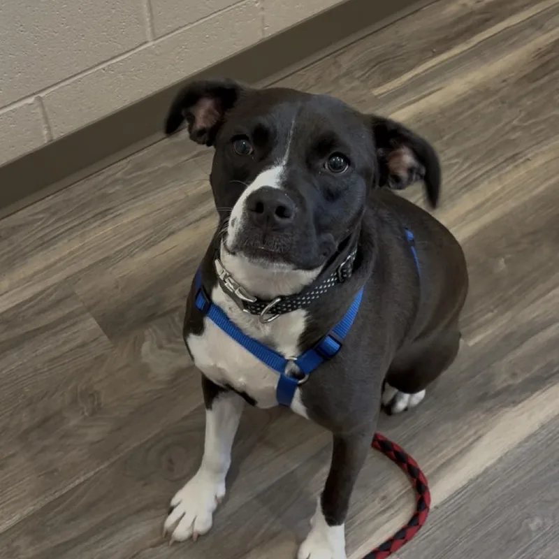 A young medium-sized female Black Labrador Retriever dog named Birdie for adoption in Muncie, IN