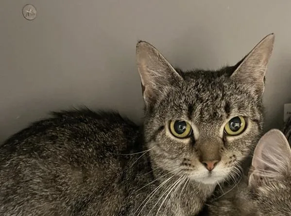 A young medium-sized female Domestic Short Hair cat named Mistral for adoption in Stratham, NH