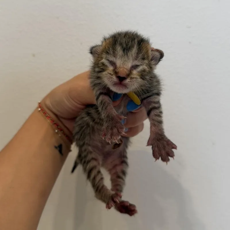 A baby medium-sized male Tabby (Brown / Chocolate) Domestic Short Hair cat named Sequoia for adoption in Chattanooga, TN