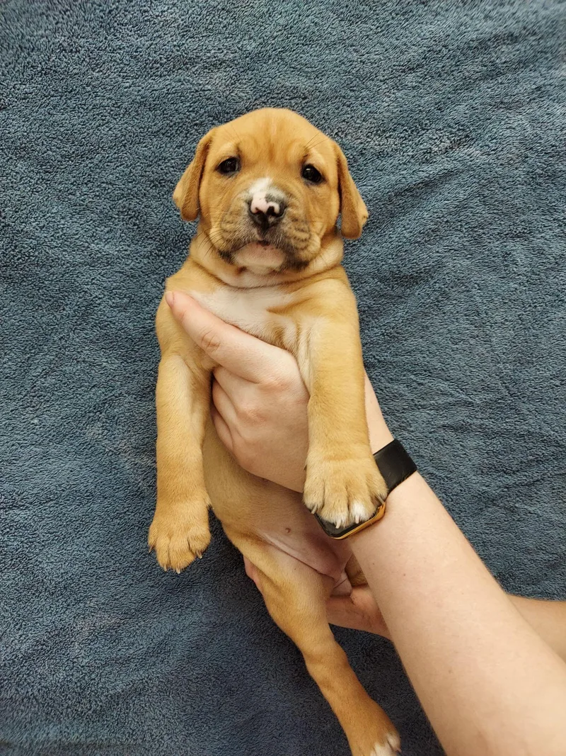 A baby medium-sized female Labrador Retriever dog named Kimmy for adoption in Herndon, VA