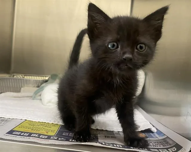 A baby small-sized female Domestic Short Hair cat named Blessing for adoption in Tustin, CA