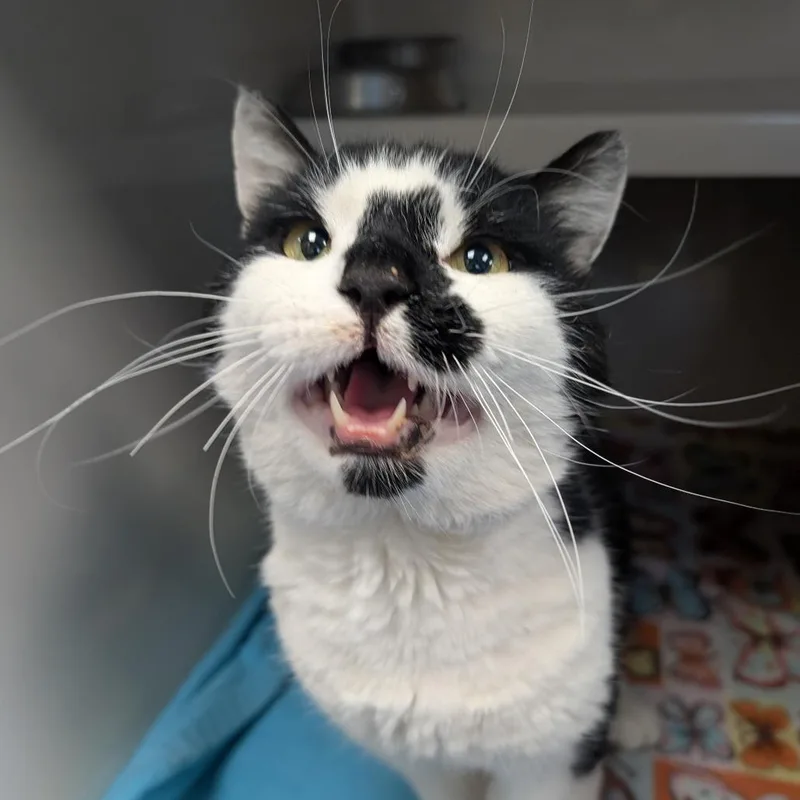 An adult large-sized male White Domestic Short Hair cat named Olaf for adoption in Watertown, NY