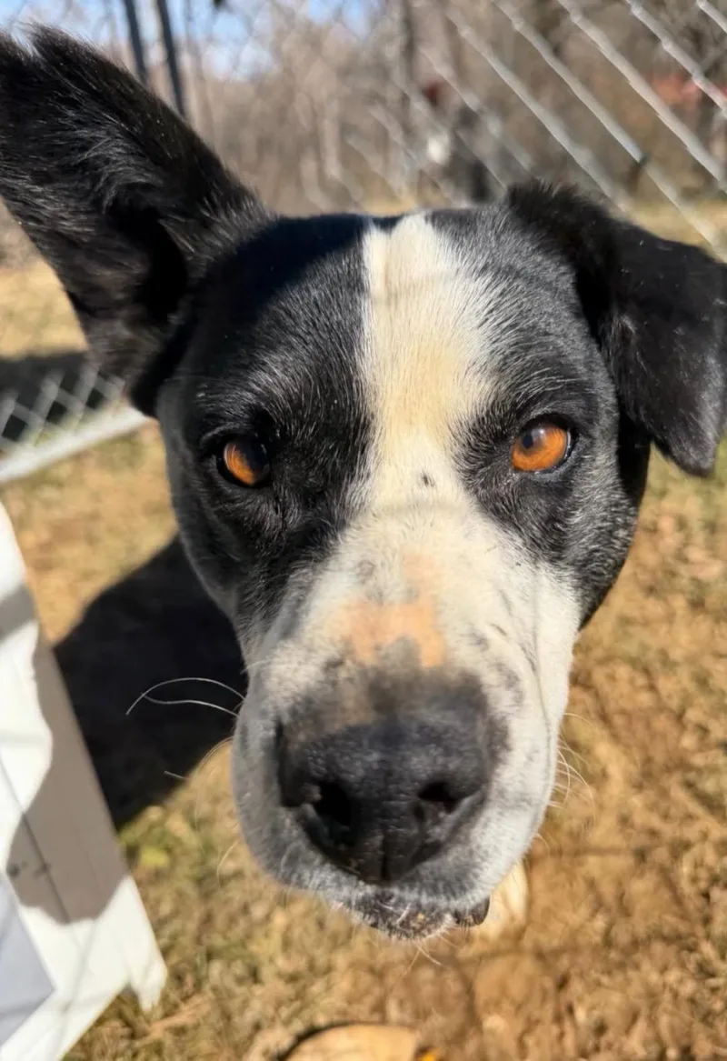 An adult medium-sized male Black Australian Cattle Dog / Blue Heeler dog named Bubba for adoption in East Flat Rock, NC