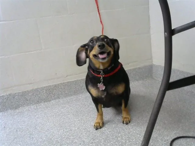 An adult small-sized female Dachshund dog named Penny for adoption in Pasadena, TX
