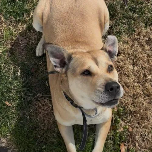 An adult large-sized female Yellow / Tan / Blond / Fawn Labrador Retriever dog named Rose for adoption in Washington DC, DC