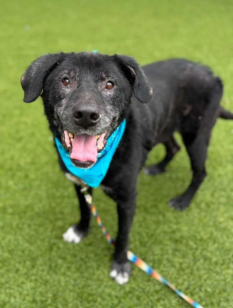 A senior medium-sized male Labrador Retriever dog named Silas for adoption in Hartsville, SC