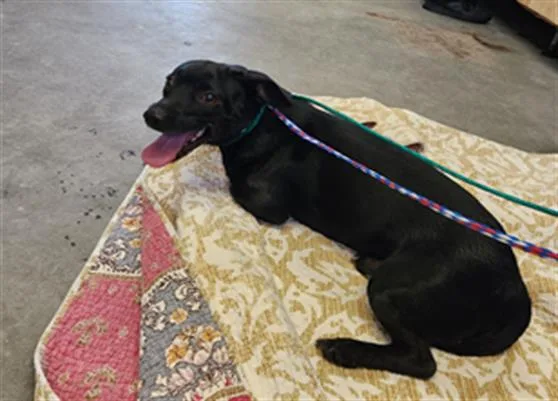 Milo