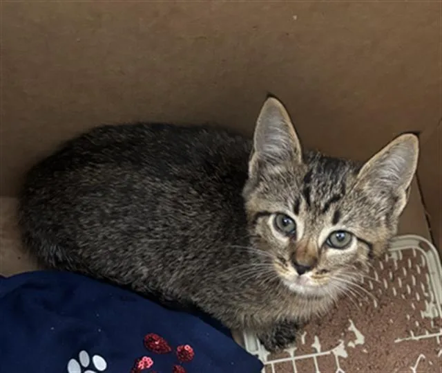 A baby medium-sized female Domestic Short Hair cat named Gigi for adoption in Dallas, TX
