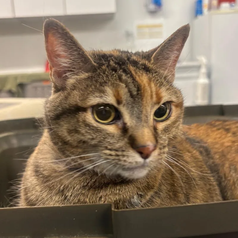 An adult large-sized female Calico Domestic Short Hair cat named Sissy for adoption in Ottawa, KS