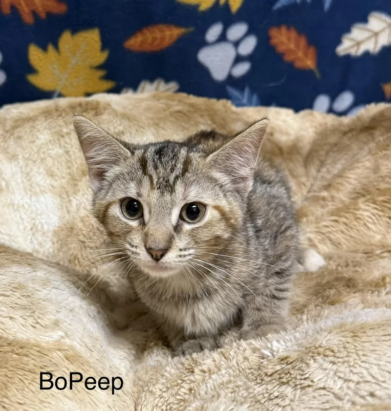 A baby medium-sized female Tabby (Tiger Striped) Domestic Short Hair cat named Bo Peep for adoption in Logan, OH