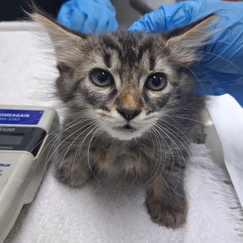 A baby small-sized male Brown / Chocolate Domestic Short Hair cat named Jeff for adoption in Summerville, SC