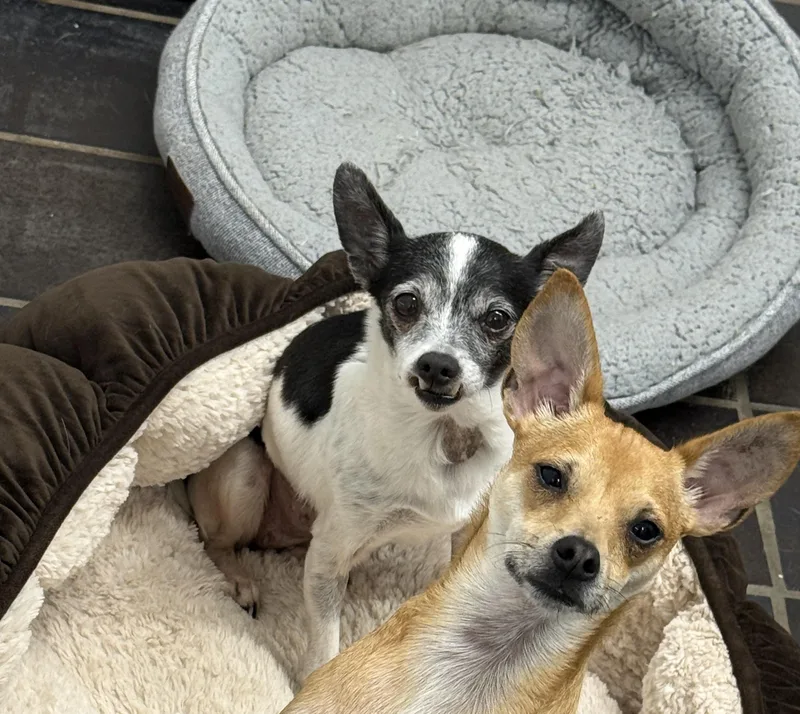 A senior small-sized female Chihuahua dog named Violet for adoption in Auburn, NE