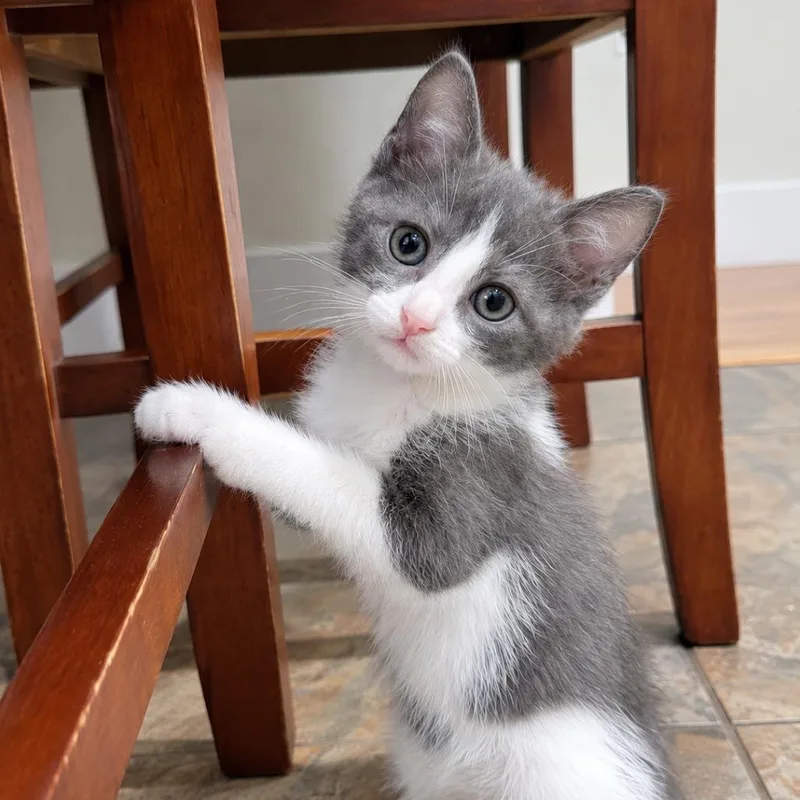 A baby small-sized male Gray / Blue / Silver Domestic Short Hair cat named Prada for adoption in Los Angeles, CA