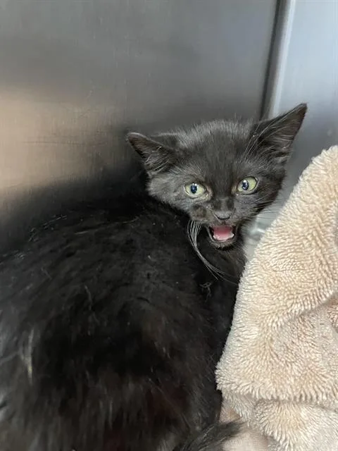 A baby medium-sized male Domestic Short Hair cat named Wiggles for adoption in Santa Cruz, CA