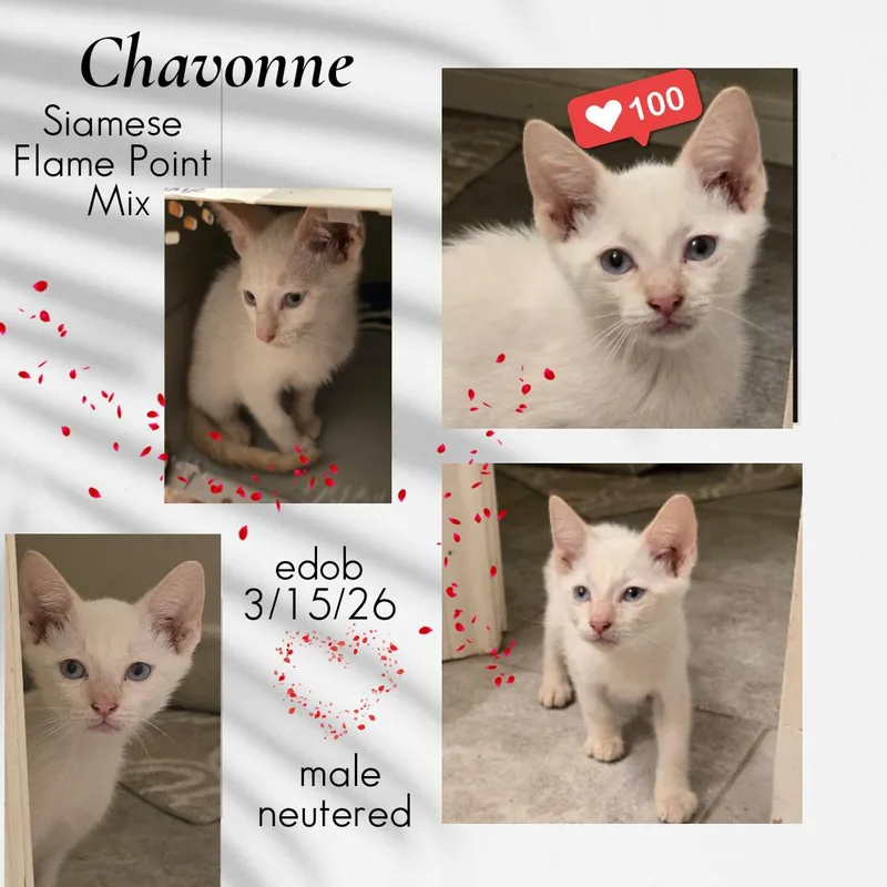 Chavonne BLT thumbnail 4