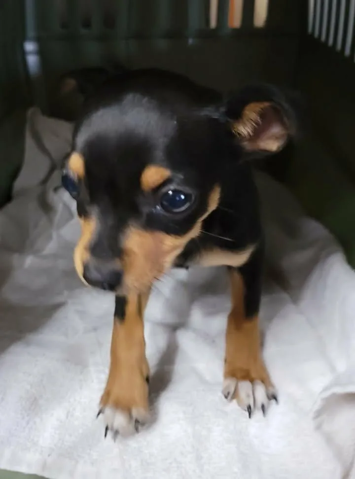 A baby small-sized female Bicolor Chihuahua dog named Glenda for adoption in Van Alstyne, TX
