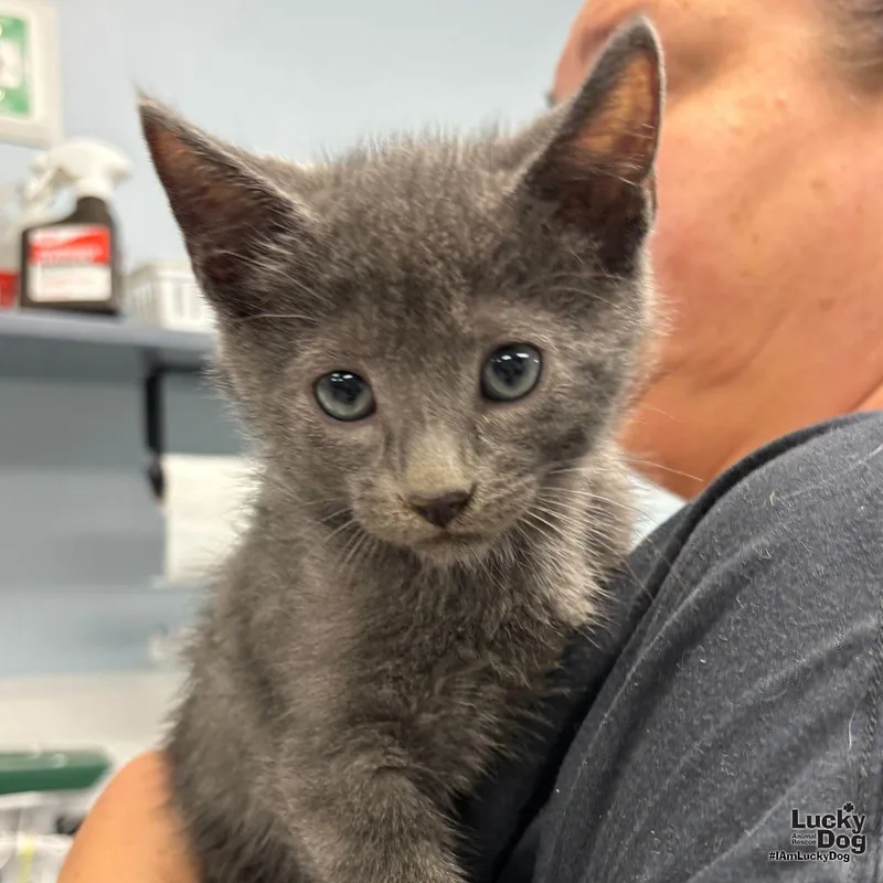 A baby medium-sized male Gray / Blue / Silver Domestic Short Hair cat named Dump Truck for adoption in Washington, DC