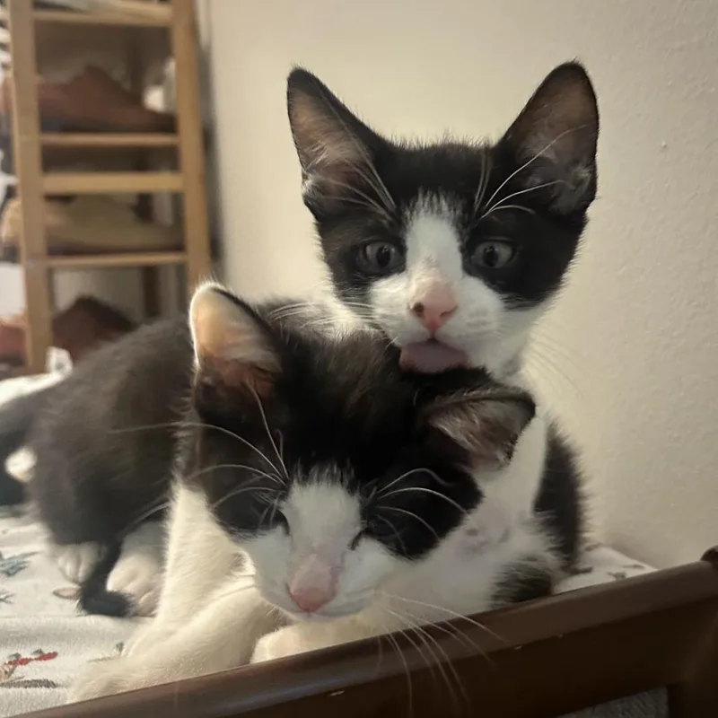A baby small-sized female Black Domestic Short Hair cat named Mika for adoption in Los Angeles, CA