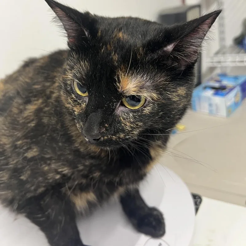 An adult extra large-sized female Black Domestic Short Hair cat named Moochie for adoption in St. Louis, MO