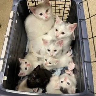 A baby small-sized female White Domestic Short Hair cat named Madge for adoption in Rochester, MN