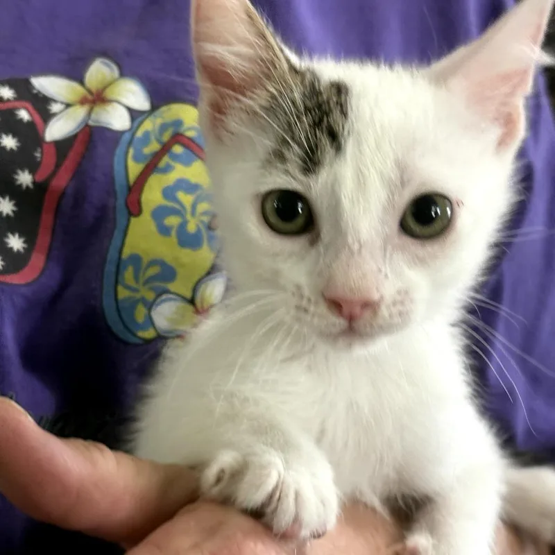 A baby small-sized male White Domestic Short Hair cat named Vans for adoption in San Antonio, TX