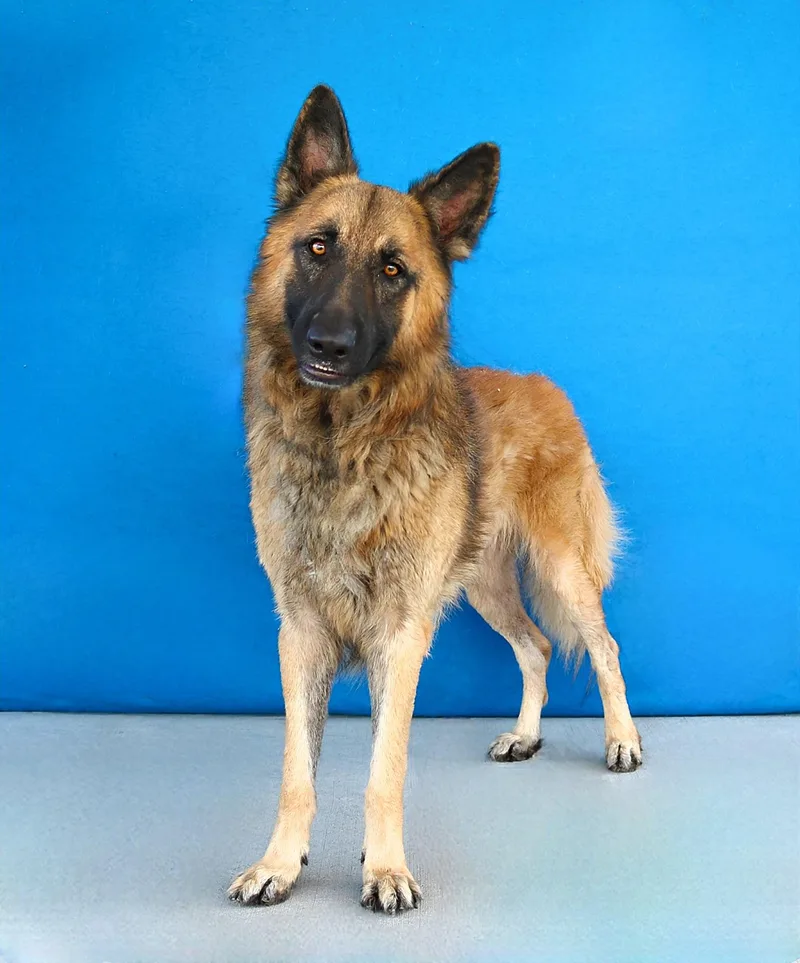 An adult large-sized male German Shepherd Dog dog named Dutch for adoption in Pasadena, CA