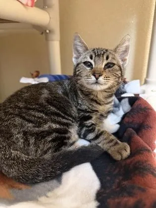 A baby small-sized female Domestic Short Hair cat named Elvira for adoption in Pleasanton, CA