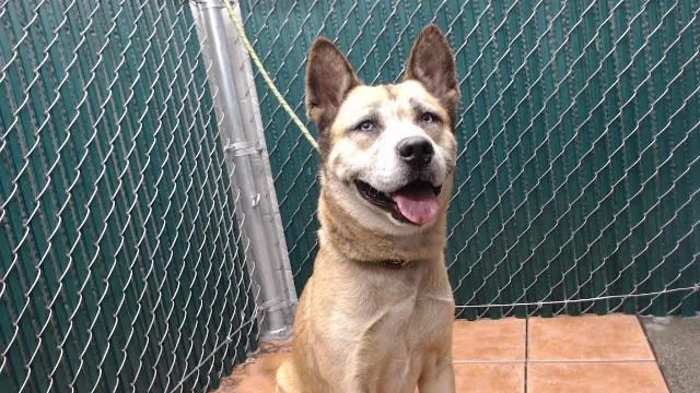 An adult large-sized female German Shepherd Dog dog named Bambi for adoption in Downey, CA