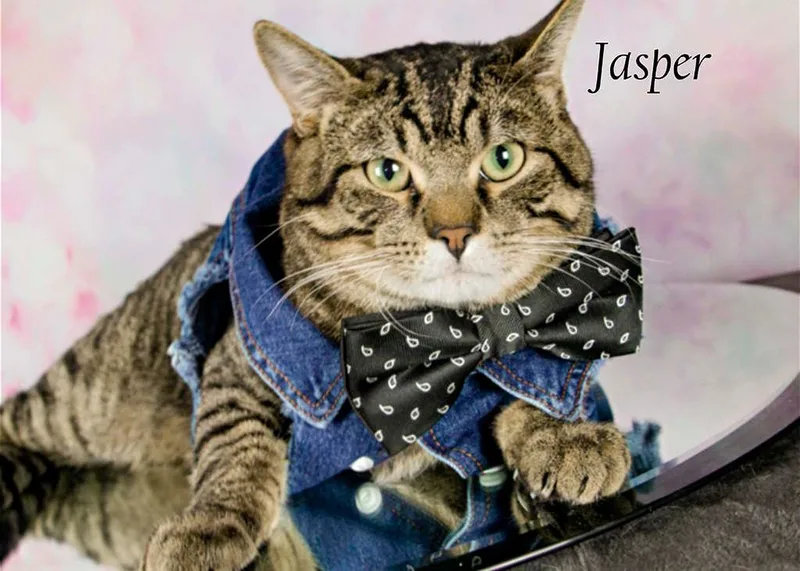 An adult extra large-sized male Tabby (Gray / Blue / Silver) Tabby cat named Jasper for adoption in York, NE