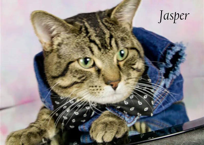 Jasper thumbnail 3