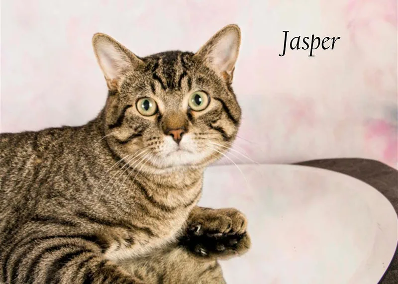 Jasper thumbnail 4