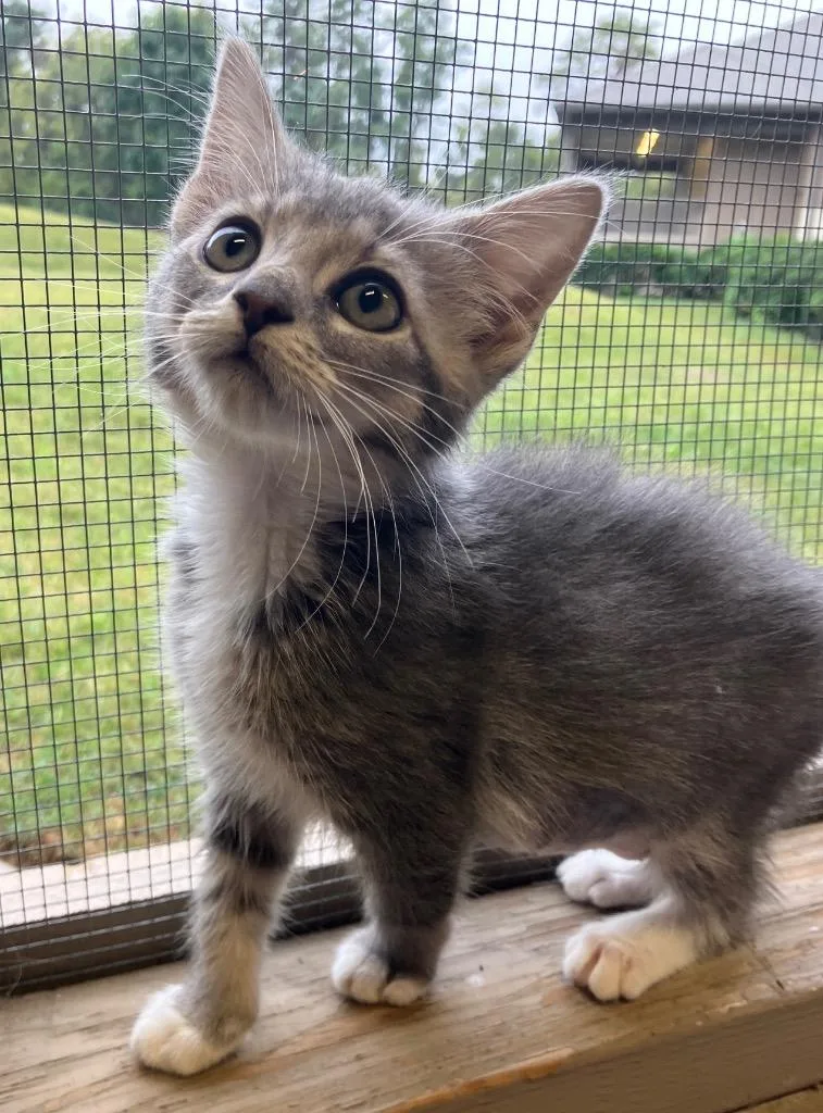 A baby medium-sized female Domestic Short Hair cat named Trouble for adoption in Christiansburg, VA