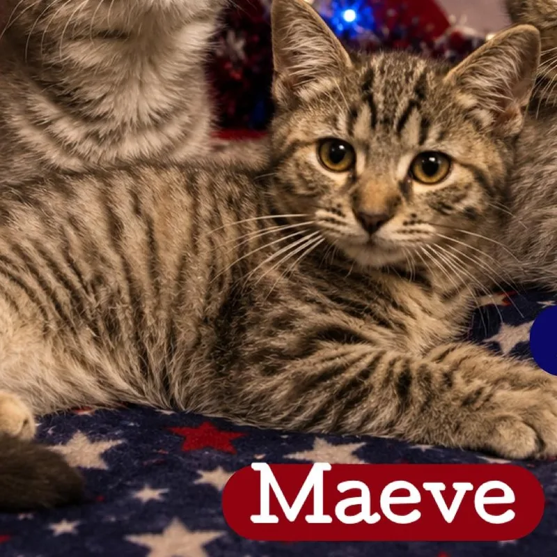 A baby medium-sized female Tabby (Brown / Chocolate) Domestic Short Hair cat named Maeve for adoption in DuBois, PA