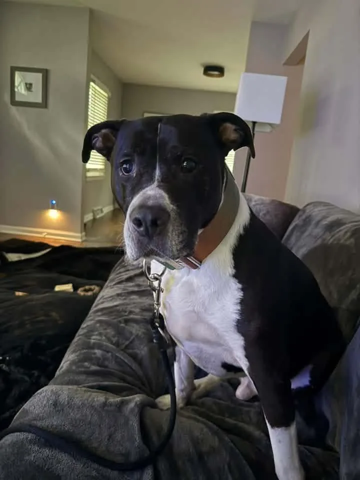 Buddy