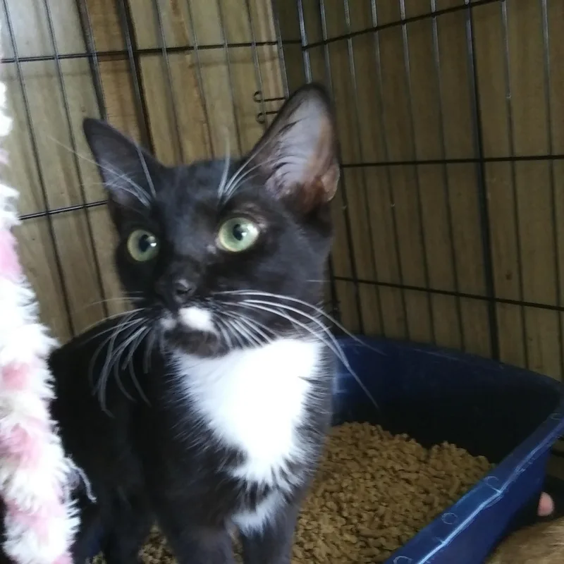 A young medium-sized female Domestic Short Hair cat named Capri for adoption in Port Wentworth, GA