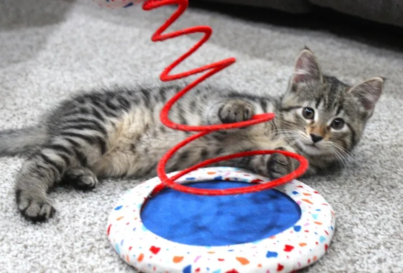 A baby medium-sized male Domestic Short Hair cat named Noxy for adoption in Minneapolis, MN