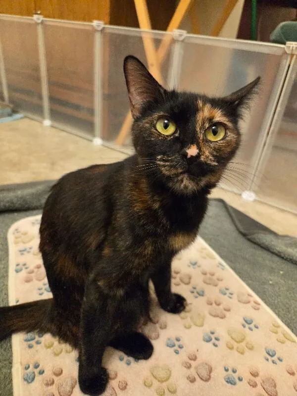An adult medium-sized female Black Tortoiseshell cat named Bandit 💗 for adoption in Anthem, AZ