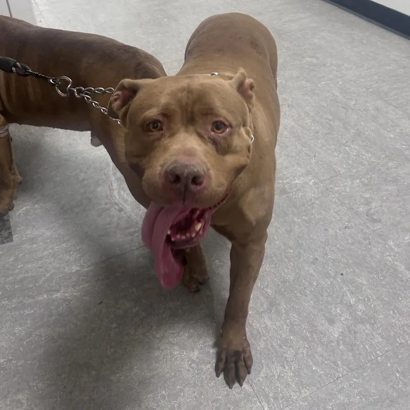 A senior medium-sized female Yellow / Tan / Blond / Fawn Pit Bull Terrier dog named Harley Quinn for adoption in Philadelphia, PA