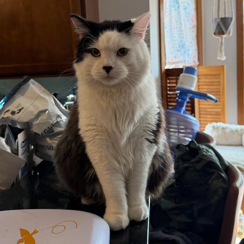 An adult large-sized male Black Domestic Medium Hair cat named Rupert for adoption in Normal, IL