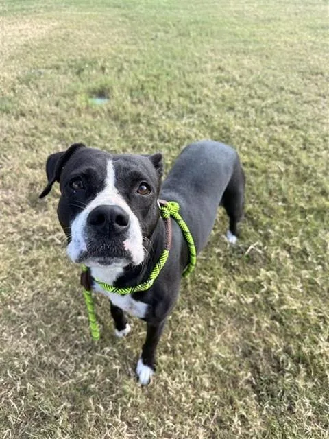A young large-sized female Pit Bull Terrier dog named Twix for adoption in Corpus Christi, TX