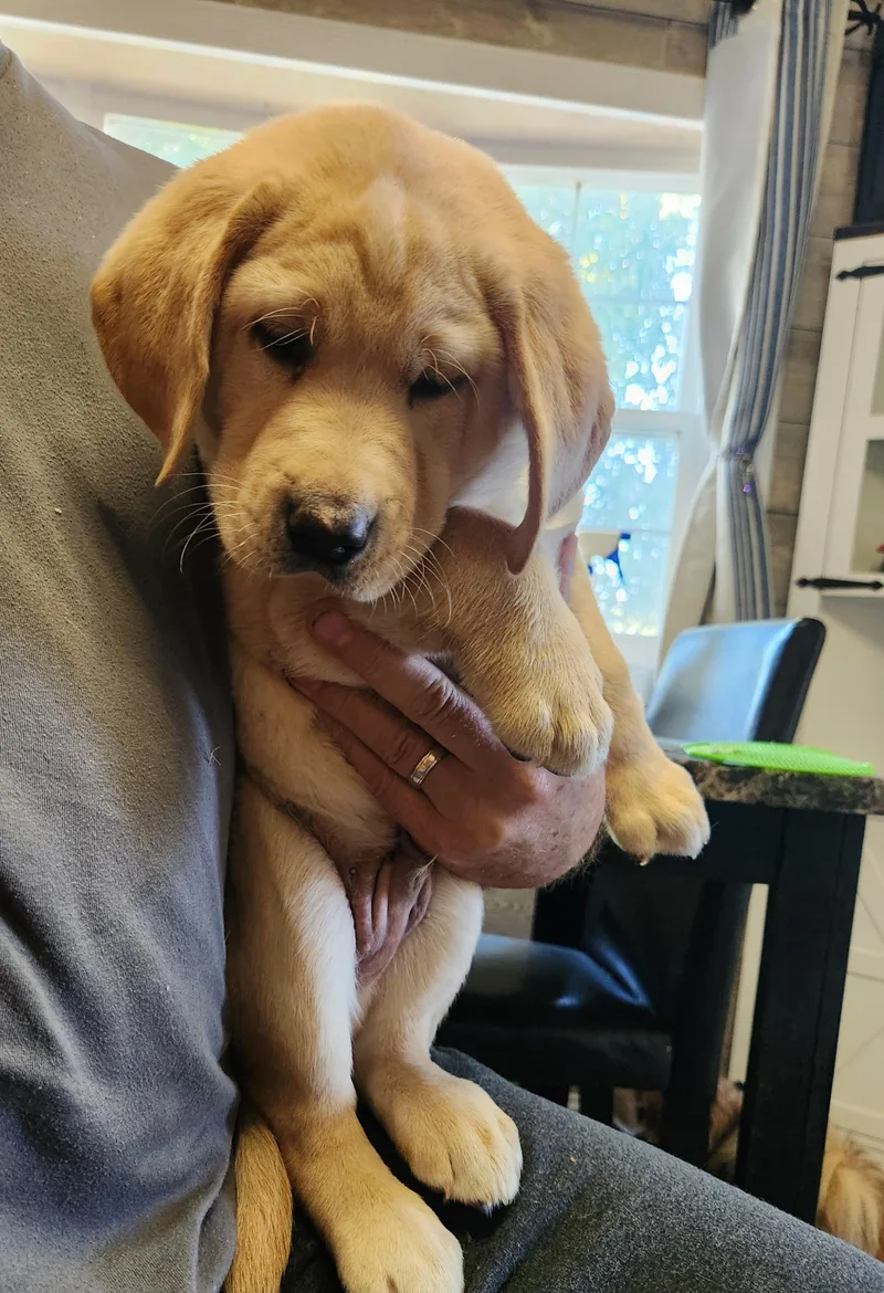 A baby large-sized female Yellow Labrador Retriever dog named Mabel for adoption in Twin lakes, WI