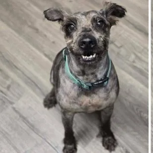 An adult medium-sized male Gray / Blue / Silver Schnauzer dog named Rook for adoption in Tacoma, WA