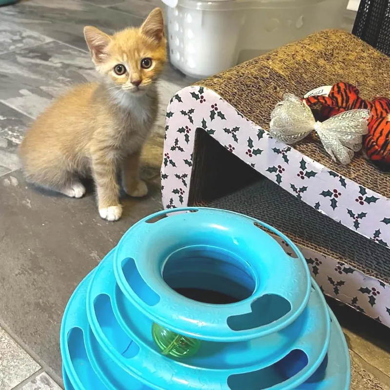 A baby small-sized male Domestic Medium Hair cat named Florean for adoption in Fredericksburg, VA