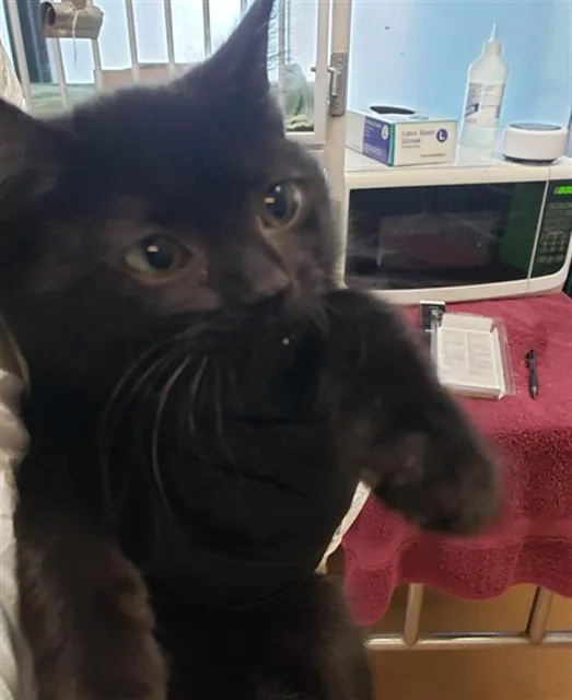 A baby small-sized female Domestic Short Hair cat named Kai for adoption in Omaha, NE