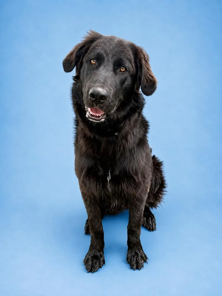 A young large-sized male Tricolor (Brown, Black, & White) Flat-Coated Retriever dog named Shadow for adoption in Littleton, CO
